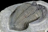 Zlichovaspis Trilobite - Exceptional Preparation #86757-2